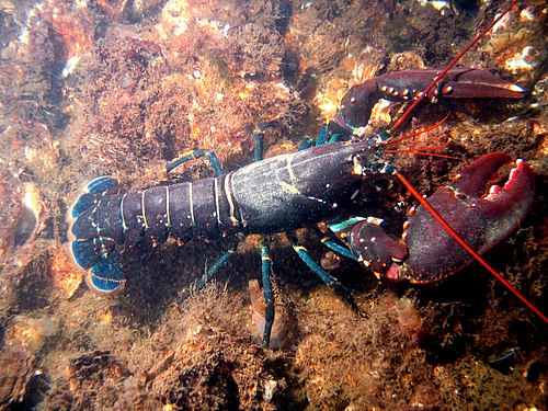 European lobster